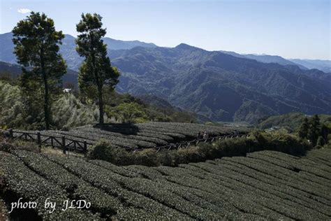 尋霧道真假|石棹霧之道、茶之道、雲之道